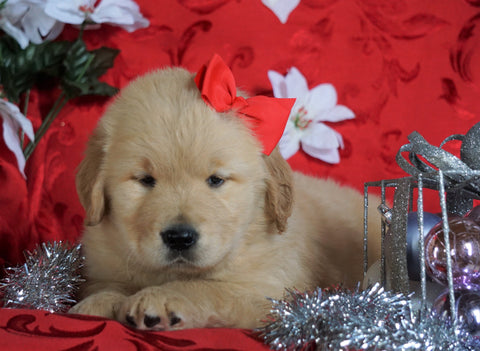 AKC Registered Golden Retriever For Sale Sugarcreek, OH Male- Captain