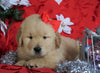 AKC Registered Golden Retriever For Sale Sugarcreek, OH Male- Captain