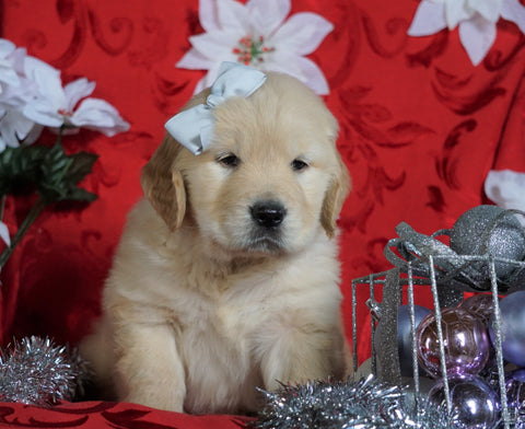 AKC Registered Golden Retriever For Sale Sugarcreek, OH Male- Sam