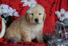 AKC Registered Golden Retriever For Sale Sugarcreek, OH Male- Sam