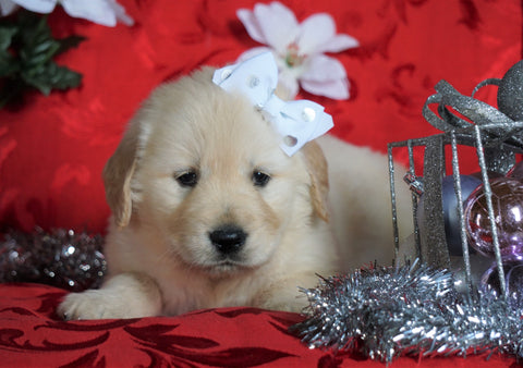 AKC Registered Golden Retriever For Sale Sugarcreek, OH Female- Lollipop