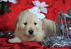 AKC Registered Golden Retriever For Sale Sugarcreek, OH Female- Lollipop