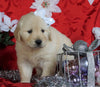 AKC Registered Golden Retriever For Sale Sugarcreek, OH Female- Lollipop
