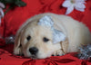 AKC Registered Golden Retriever For Sale Sugarcreek, OH Female- Sophie