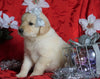 AKC Registered Golden Retriever For Sale Sugarcreek, OH Female- Sophie