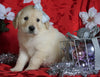 AKC Registered Golden Retriever For Sale Sugarcreek, OH Female- Sophie