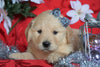 AKC Registered Golden Retriever For Sale Sugarcreek, OH Female- Amber