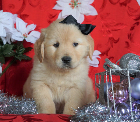 AKC Registered Golden Retriever For Sale Sugarcreek, OH Male- Sailor