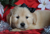 AKC Registered Golden Retriever For Sale Sugarcreek, OH Male- Sailor