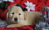 AKC Registered Golden Retriever For Sale Sugarcreek, OH Male- Sailor