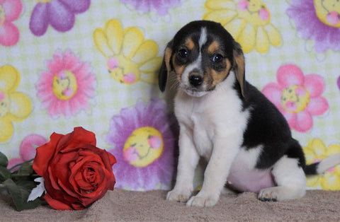Beagle Puppy For Sale Fredericksburg, OH Female- Misty