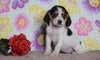 Beagle Puppy For Sale Fredericksburg, OH Female- Lucy