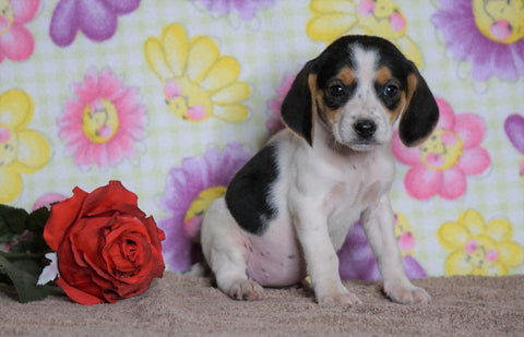 Beagle Puppy For Sale Fredericksburg, OH Female- Lucy
