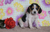 Beagle Puppy For Sale Fredericksburg, OH Female- Lucy