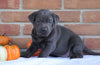 AKC Registered Labrador Retriever For Sale Millersburg, OH Female- Sidney