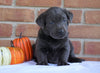 AKC Registered Labrador Retriever For Sale Millersburg, OH Female- Sidney