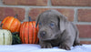 AKC Registered Silver Labrador Retriever For Sale Millersburg, OH Male- Bruce