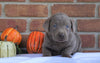 AKC Registered Silver Labrador Retriever For Sale Millersburg, OH Male- Bruce