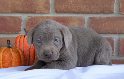 AKC Registered Silver Labrador Retriever For Sale Millersburg, OH Male- Bruce
