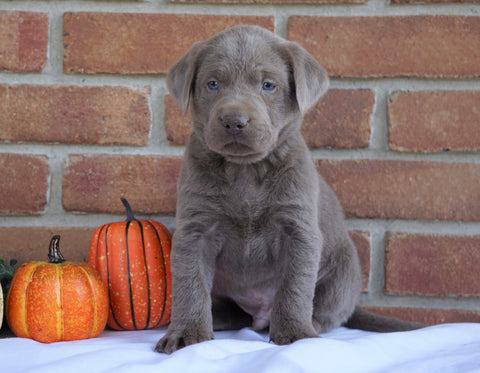 AKC Registered Silver Labrador Retriever For Sale Millersburg, OH Male- Max