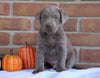 AKC Registered Silver Labrador Retriever For Sale Millersburg, OH Male- Max