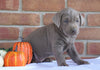 AKC Registered Silver Labrador Retriever For Sale Millersburg, OH Male- Todd