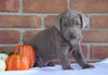 AKC Registered Silver Labrador Retriever For Sale Millersburg, OH Male- Todd