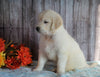 AKC Registered English Cream Golden Retriever For Sale Fredericksburg, OH Female- Autumn
