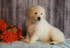AKC Registered English Cream Golden Retriever For Sale Fredericksburg, OH Female- Mayflower