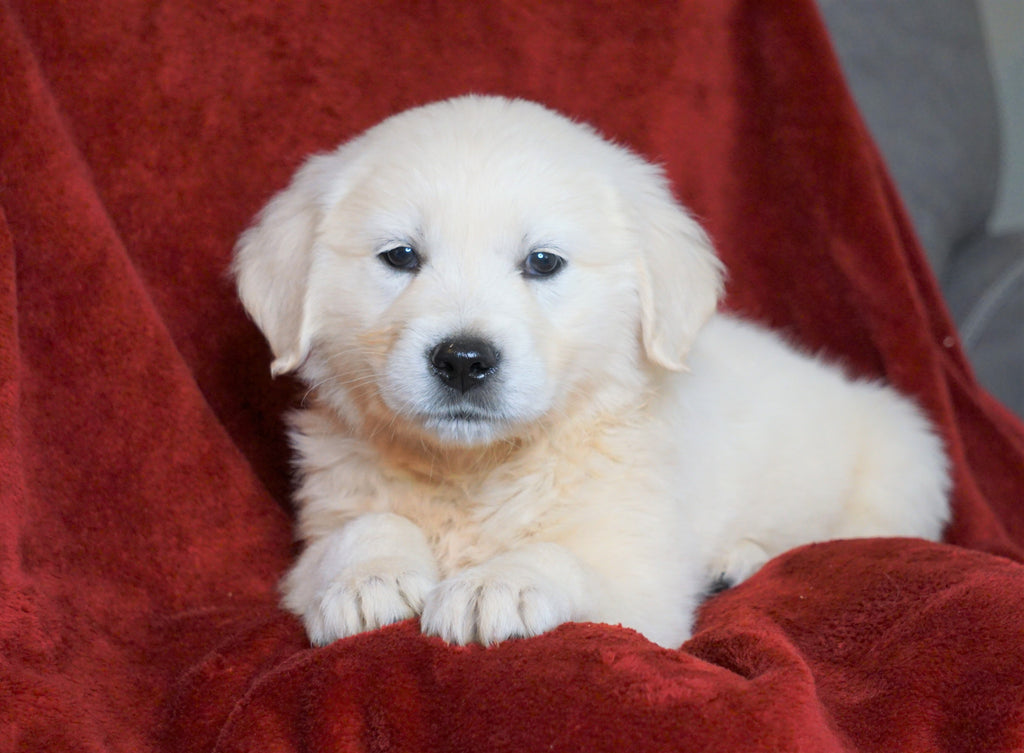 AKC Registered English Cream Golden Retriever For Sale Fredericksburg ...