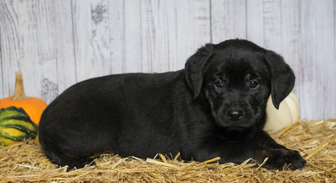 Rottweiler/ Lab Mix Puppy For Sale Fredericksburg, OH Female- Annie