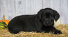 Rottweiler/ Lab Mix Puppy For Sale Fredericksburg, OH Female- Annie