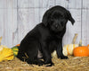 Rottweiler/ Lab Mix Puppy For Sale Fredericksburg, OH Female- Roxy