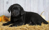 Rottweiler/ Lab Mix Puppy For Sale Fredericksburg, OH Female- Roxy