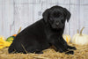 Rottweiler Mix For Sale Fredericksburg, OH Female- Bella