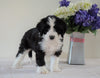 Bernedoodle (Standard) For Sale Sugarcreek, OH Female- Holly