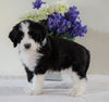 Bernedoodle (Standard) For Sale Sugarcreek, OH Female- Holly