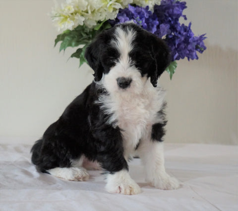 Bernedoodle (Standard) For Sale Sugarcreek, OH Female- Holly