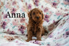 Miniature Poodle For Sale Fresno OH Female-Anna