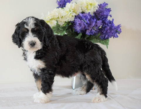 Bernedoodle (Standard) For Sale Sugarcreek, OH Male- Bingo