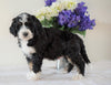 Bernedoodle (Standard) For Sale Sugarcreek, OH Male- Bingo