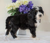 Bernedoodle (Standard) For Sale Sugarcreek, OH Male- Bingo