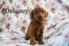 Miniature Poodle For Sale Fresno OH Female-Delaney