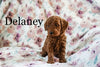 Miniature Poodle For Sale Fresno OH Female-Delaney