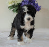 Bernedoodle (Standard) For Sale Sugarcreek, OH Male- Bingo