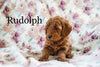 Miniature Poodle For Sale Fresno OH Male-Rudolph