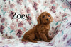 Miniature Poodle For Sale Fresno OH Female-Zoey