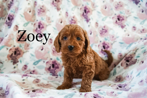 Miniature Poodle For Sale Fresno OH Female-Zoey