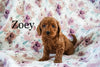 Miniature Poodle For Sale Fresno OH Female-Zoey