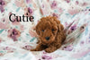 Miniature Poodle For Sale Fresno OH Female-Cutie